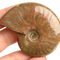 Ammonite whole with opal luster 66g