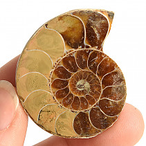 Ammonite collection half 20.5g