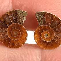 Ammonite selection pair 1.7g