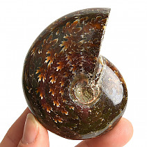 Selected ammonite 153g in total