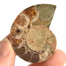Ammonite collection half 23.6g
