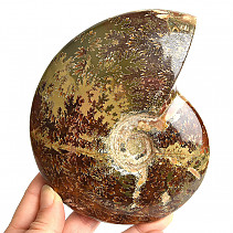 Choice ammonite whole with opal luster 678g