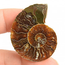 Ammonite for collectors half 8.5g