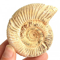 Sand ammonite 100g in total