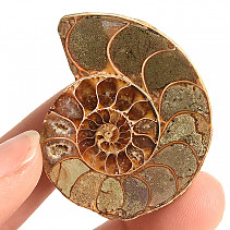 Ammonite one half 25.8g