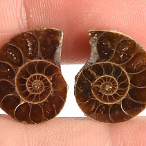 Ammonite selection pair 2.4g