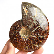 Selected ammonite 281g in total