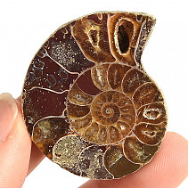 Ammonite collection half 25.9g