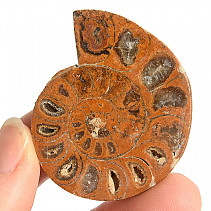 Ammonite one half 23g