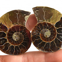 Choice ammonite two halves 42g