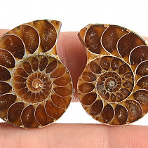 Ammonite selection pair 8g
