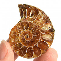 Ammonite collection half 19.2g