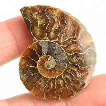 Ammonite for collectors half 10.5g