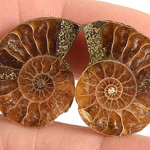 Ammonite selection pair 4.4g