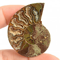 Ammonite for collectors half 11.1g