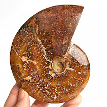 Selected ammonite 459g in total