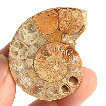 Ammonite one half 26.6g