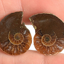 Ammonite selection pair 3.7g