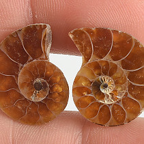 Ammonite selection pair 3g