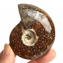 Choice ammonite whole with opal luster 128g