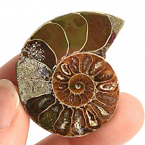 Ammonite collection half 14.5g