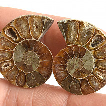 Collectable Ammonite 9g pair