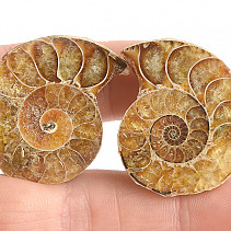 Collectable ammonite pair 19.4g