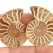 Collectable ammonite 10.7g pair