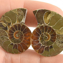 Collectable ammonite 12.7g pair