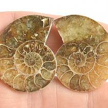 Collectable ammonite 15.3g pair
