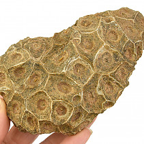 Fossil coral from Morocco 394g
