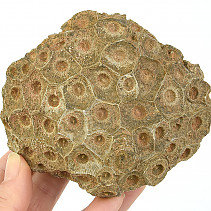 Fosilní korál z Maroka 537g