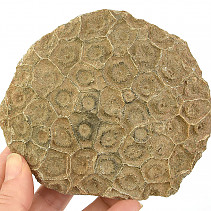 Fossil coral from Morocco 443g