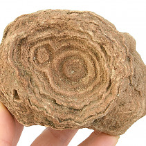 Fosilní stromatolit z Maroka 574g