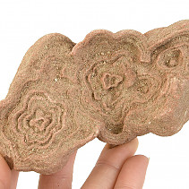 Zkamenělý stromatolit z Maroka 272g