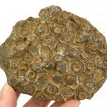 Fossil coral from Morocco 445g