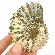 Ammonite tractor from Madagascar 203g