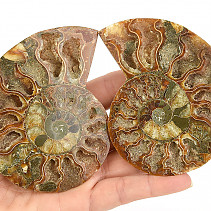 Ammonite pair 149g