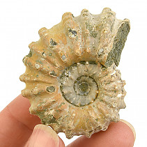 Ammonite tractor from Madagascar 59g