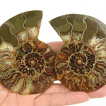 Ammonite pair 172g