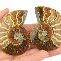 Ammonite pair Madagascar 65g