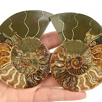 Ammonite pair (189g)