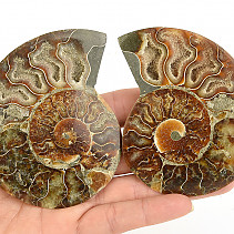 Ammonite pair 143g