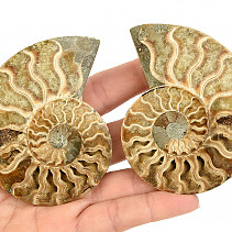 Ammonite pair 124g