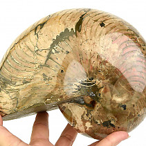 Ammonite with opal luster extra large from Madagascar 4244g