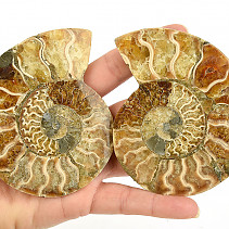 Ammonite pair 181g