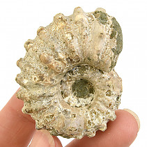 Ammonite tractor from Madagascar 63g