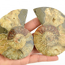 Ammonite pair 212g
