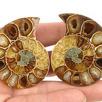 Ammonite pair 62g