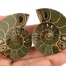Ammonite pair 103g